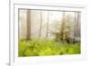 Tender Ferns-Viviane Fedieu Daniel-Framed Photographic Print