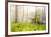 Tender Ferns-Viviane Fedieu Daniel-Framed Photographic Print