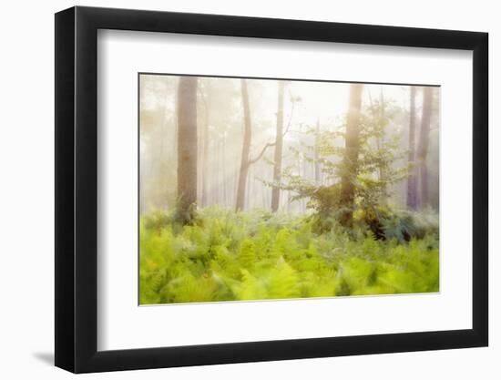 Tender Ferns-Viviane Fedieu Daniel-Framed Photographic Print