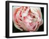 Tender Heart-Helen White-Framed Photographic Print