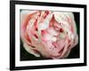 Tender Heart-Helen White-Framed Photographic Print