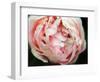 Tender Heart-Helen White-Framed Premium Photographic Print