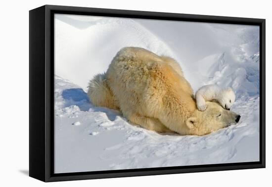 Tender Moment with Mother and Cub-Howard Ruby-Framed Stretched Canvas