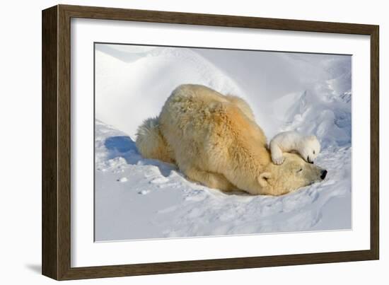 Tender Moment with Mother and Cub-Howard Ruby-Framed Photographic Print