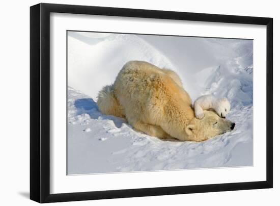 Tender Moment with Mother and Cub-Howard Ruby-Framed Photographic Print