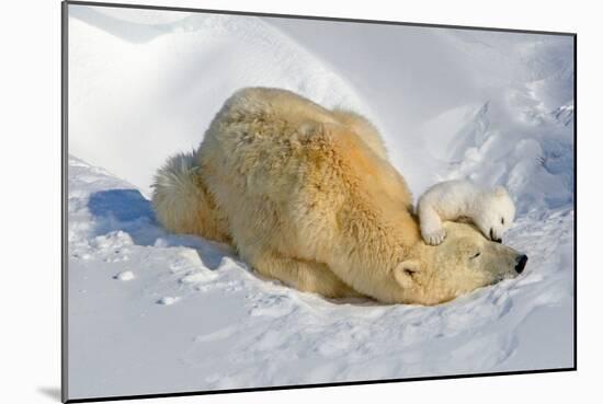 Tender Moment with Mother and Cub-Howard Ruby-Mounted Photographic Print