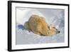 Tender Moment with Mother and Cub-Howard Ruby-Framed Photographic Print