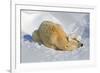 Tender Moment with Mother and Cub-Howard Ruby-Framed Photographic Print