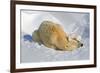 Tender Moment with Mother and Cub-Howard Ruby-Framed Photographic Print