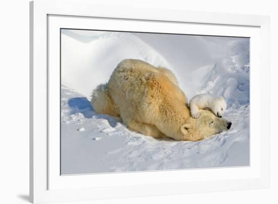 Tender Moment with Mother and Cub-Howard Ruby-Framed Photographic Print