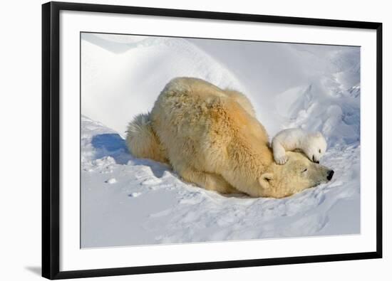 Tender Moment with Mother and Cub-Howard Ruby-Framed Photographic Print