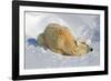 Tender Moment with Mother and Cub-Howard Ruby-Framed Photographic Print