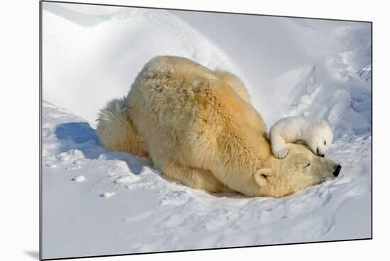 Tender Moment with Mother and Cub-Howard Ruby-Mounted Photographic Print