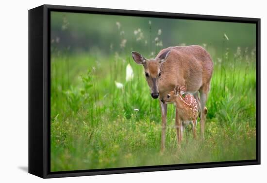 Tender Moment-Nick Kalathas-Framed Stretched Canvas