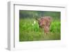 Tender Moment-Nick Kalathas-Framed Photographic Print