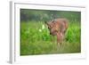 Tender Moment-Nick Kalathas-Framed Photographic Print