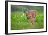 Tender Moment-Nick Kalathas-Framed Photographic Print