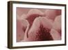 Tender Petals I-Rita Crane-Framed Art Print