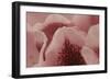 Tender Petals I-Rita Crane-Framed Art Print