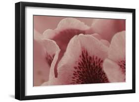 Tender Petals I-Rita Crane-Framed Art Print