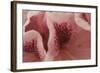 Tender Petals II-Rita Crane-Framed Art Print