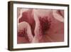 Tender Petals II-Rita Crane-Framed Art Print