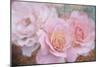 Tender roses-Viviane Fedieu Danielle-Mounted Photographic Print