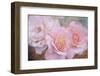 Tender roses-Viviane Fedieu Danielle-Framed Photographic Print