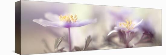 Tender spring-Heidi Westum-Stretched Canvas