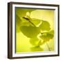 Tenderly Green-Philippe Sainte-Laudy-Framed Photographic Print