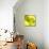 Tenderly Green-Philippe Sainte-Laudy-Mounted Photographic Print displayed on a wall