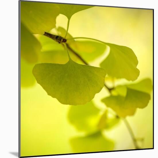 Tenderly Green-Philippe Sainte-Laudy-Mounted Photographic Print