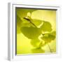 Tenderly Green-Philippe Sainte-Laudy-Framed Premium Photographic Print