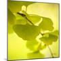 Tenderly Green-Philippe Sainte-Laudy-Mounted Premium Photographic Print