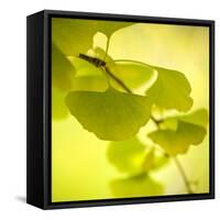 Tenderly Green-Philippe Sainte-Laudy-Framed Stretched Canvas