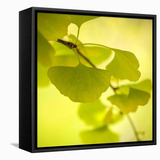 Tenderly Green-Philippe Sainte-Laudy-Framed Stretched Canvas