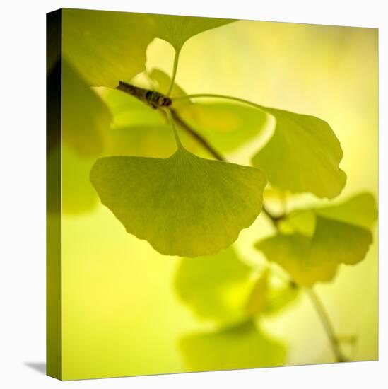 Tenderly Green-Philippe Sainte-Laudy-Stretched Canvas