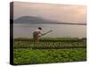 Tending the Crops on the Banks of the Mekong River, Pakse, Southern Laos, Indochina-Andrew Mcconnell-Stretched Canvas