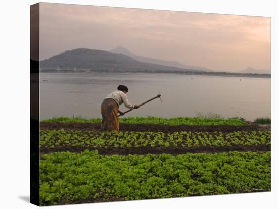 Tending the Crops on the Banks of the Mekong River, Pakse, Southern Laos, Indochina-Andrew Mcconnell-Stretched Canvas