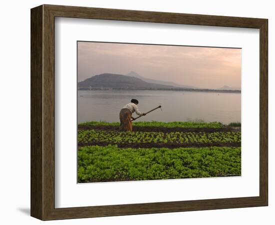 Tending the Crops on the Banks of the Mekong River, Pakse, Southern Laos, Indochina-Andrew Mcconnell-Framed Photographic Print