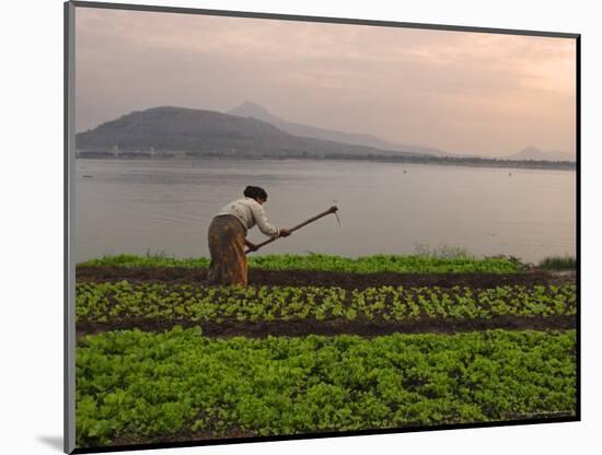 Tending the Crops on the Banks of the Mekong River, Pakse, Southern Laos, Indochina-Andrew Mcconnell-Mounted Photographic Print