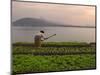 Tending the Crops on the Banks of the Mekong River, Pakse, Southern Laos, Indochina-Andrew Mcconnell-Mounted Photographic Print