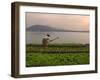 Tending the Crops on the Banks of the Mekong River, Pakse, Southern Laos, Indochina-Andrew Mcconnell-Framed Photographic Print