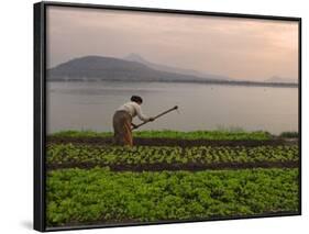 Tending the Crops on the Banks of the Mekong River, Pakse, Southern Laos, Indochina-Andrew Mcconnell-Framed Photographic Print