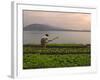 Tending the Crops on the Banks of the Mekong River, Pakse, Southern Laos, Indochina-Andrew Mcconnell-Framed Photographic Print