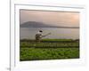 Tending the Crops on the Banks of the Mekong River, Pakse, Southern Laos, Indochina-Andrew Mcconnell-Framed Photographic Print