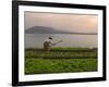 Tending the Crops on the Banks of the Mekong River, Pakse, Southern Laos, Indochina-Andrew Mcconnell-Framed Photographic Print