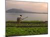 Tending the Crops on the Banks of the Mekong River, Pakse, Southern Laos, Indochina-Andrew Mcconnell-Mounted Photographic Print