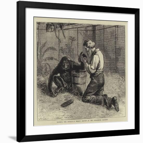 Tending the Invalid, a Recent Sketch at the Zoological Gardens-Samuel Edmund Waller-Framed Giclee Print