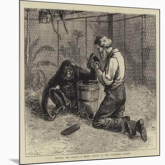 Tending the Invalid, a Recent Sketch at the Zoological Gardens-Samuel Edmund Waller-Mounted Giclee Print